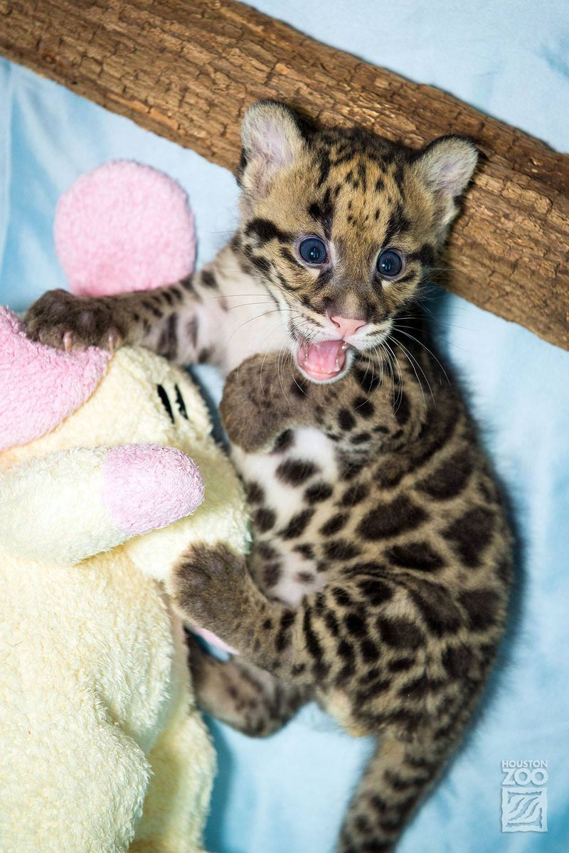 Illustration for article titled Clouded Leopard Cubs First For Houston Zoo, Are Adorable